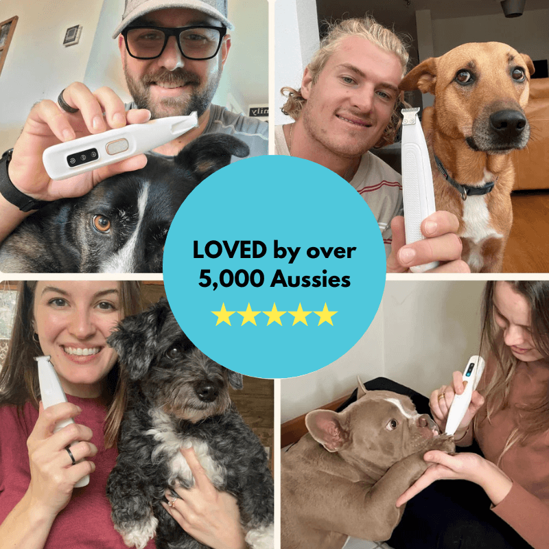 using perfect paw trimmer to groom dog paw