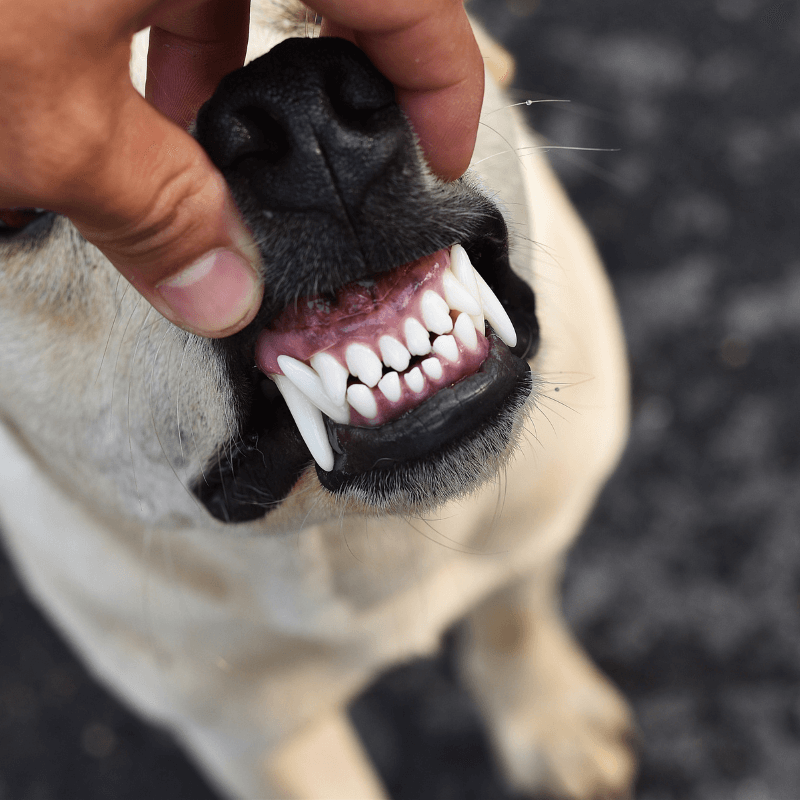 pet owner using tripleclean toothbrush to brush dogs teeth