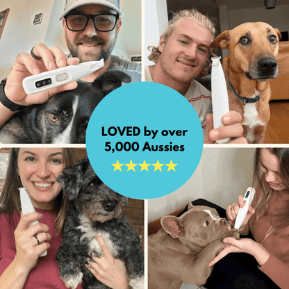 using perfect paw trimmer to groom dog paw